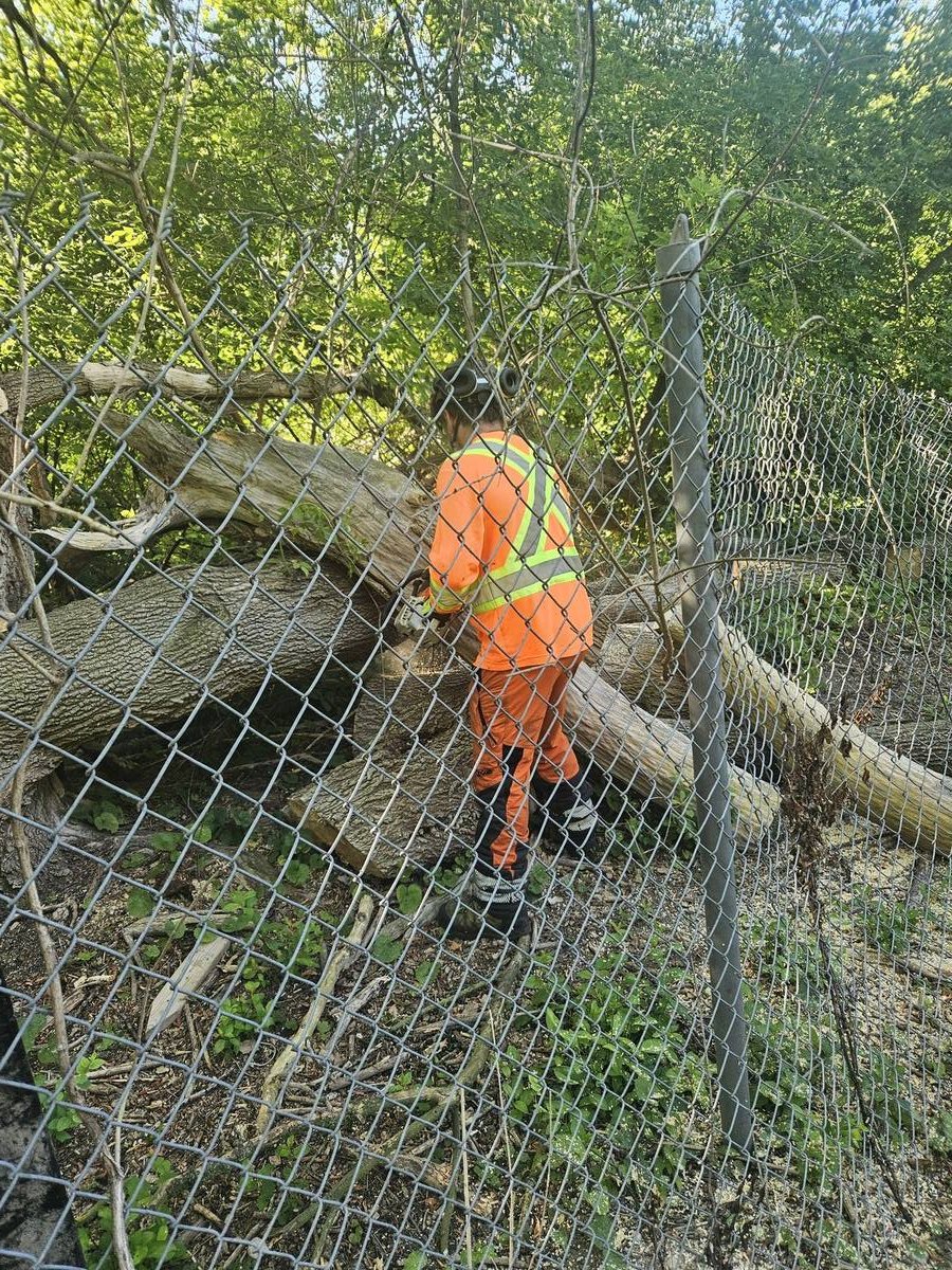 Crew member clearing brush along a fence line